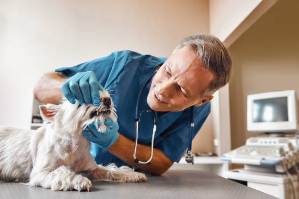Best Broken or Cracked Tooth Emergency Dentist in Loganville, PA